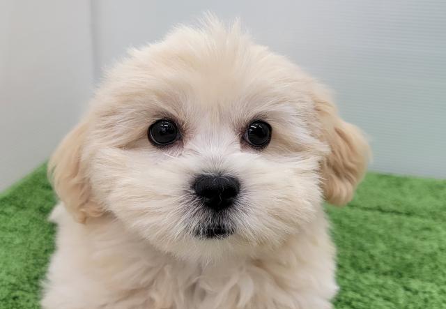 秋田県のハーフ犬・ミックス犬 (ペットアミ 本荘インター店/2025年4月26日生まれ/男の子/クリーム)の子犬の2枚目の画像