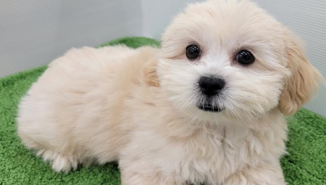 秋田県のハーフ犬・ミックス犬 (ペットアミ 本荘インター店/2025年4月26日生まれ/男の子/クリーム)の子犬の3枚目の画像