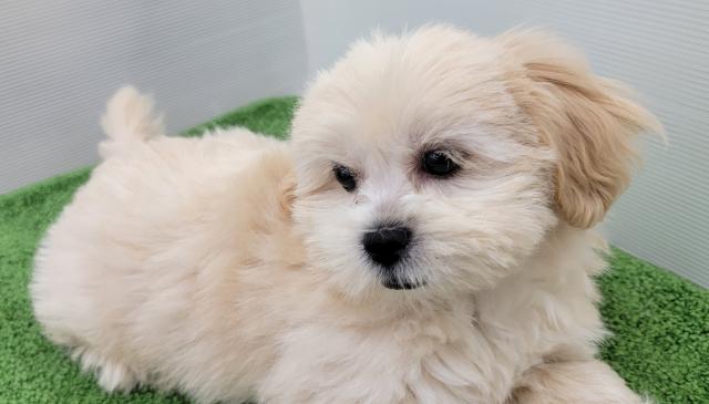 秋田県のハーフ犬・ミックス犬 (ペットアミ 本荘インター店/2025年4月26日生まれ/男の子/クリーム)の子犬の4枚目の画像