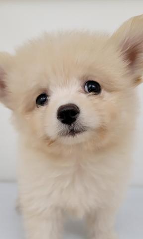 秋田県のハーフ犬・ミックス犬 (ペットアミ 本荘インター店/2025年4月19日生まれ/男の子/クリーム)の子犬の2枚目の画像