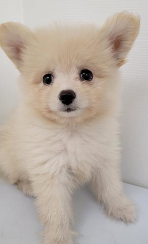 秋田県のハーフ犬・ミックス犬 (ペットアミ 本荘インター店/2025年4月19日生まれ/男の子/クリーム)の子犬の3枚目の画像