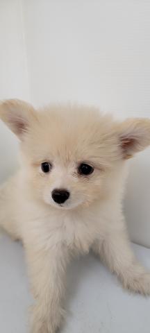 秋田県のハーフ犬・ミックス犬 (ペットアミ 本荘インター店/2025年4月19日生まれ/男の子/クリーム)の子犬の4枚目の画像