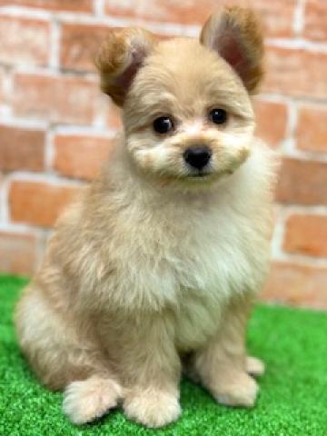 新潟県のポメプー(ポメラニアン×プードル) (ペットアミ 柏崎店/2025年5月23日生まれ/男の子/クリーム)の子犬の3枚目の画像