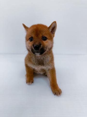 柴犬