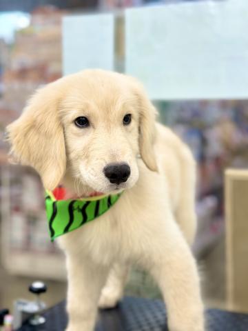 新潟県のゴールデンレトリバー (ペットアミ 柏崎店/2025年3月24日生まれ/男の子/ゴールド)の子犬の1枚目の画像