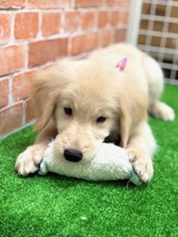 新潟県のゴールデンレトリバー (ペットアミ 柏崎店/2025年3月24日生まれ/男の子/ゴールド)の子犬の2枚目の画像