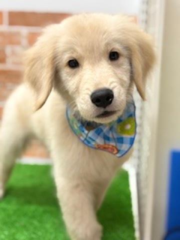 新潟県のゴールデンレトリバー (ペットアミ 柏崎店/2025年3月24日生まれ/男の子/ゴールド)の子犬の3枚目の画像