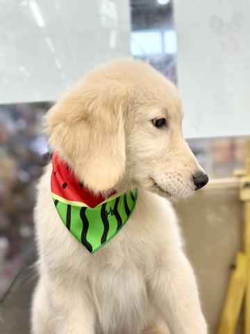 新潟県のゴールデンレトリバー (ペットアミ 柏崎店/2025年3月24日生まれ/男の子/ゴールド)の子犬の4枚目の画像