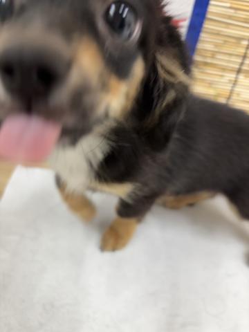 MIX