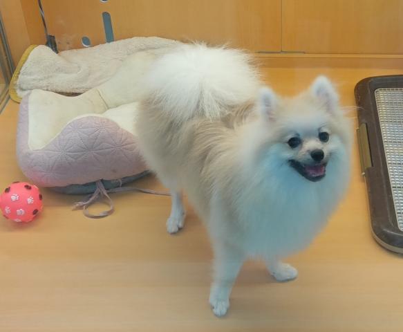 ポメラニアン