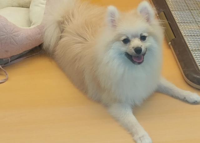 ポメラニアン