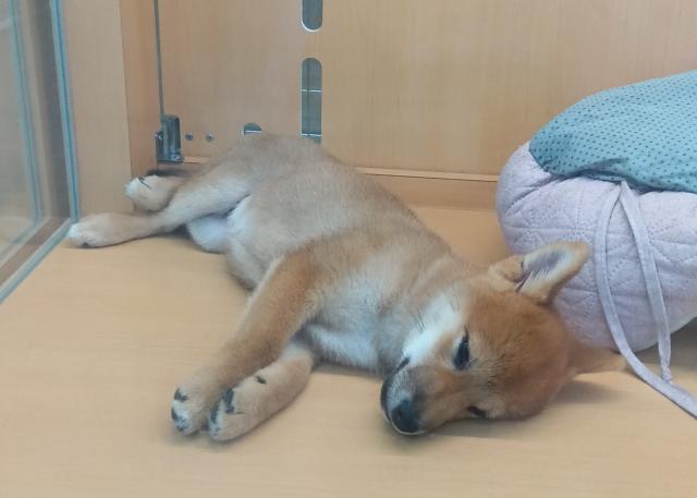 柴犬