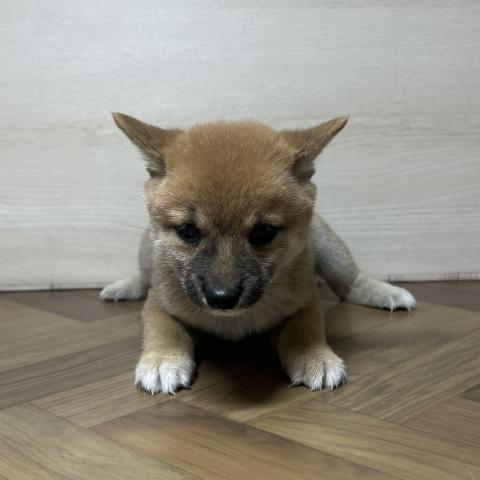 豆柴犬