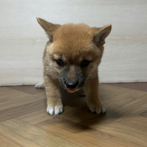 豆柴犬