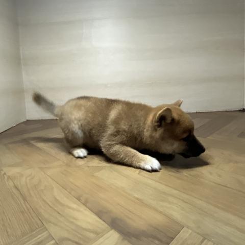 豆柴犬