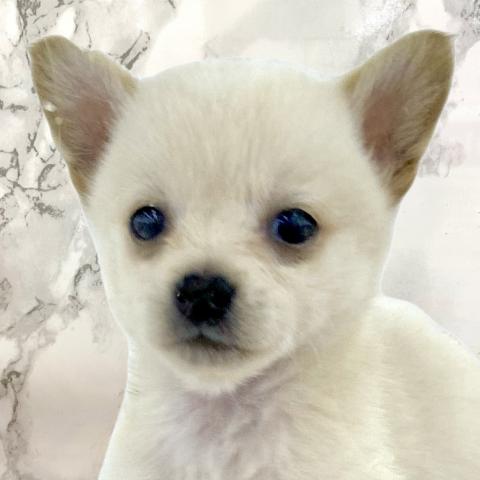 MIX豆柴犬×チワワ