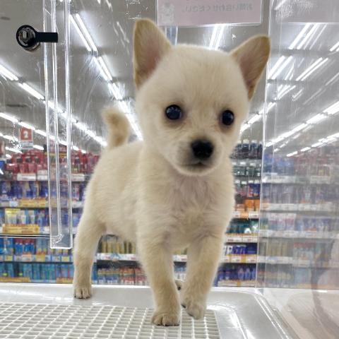 MIX豆柴犬×チワワ