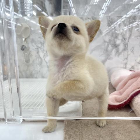 MIX豆柴犬×チワワ