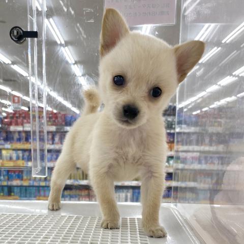 MIX豆柴犬×チワワ