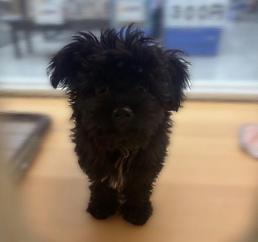 MIX子犬