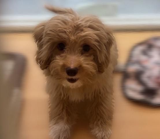 MIX子犬