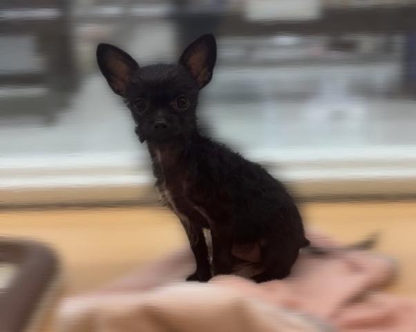 MIX子犬