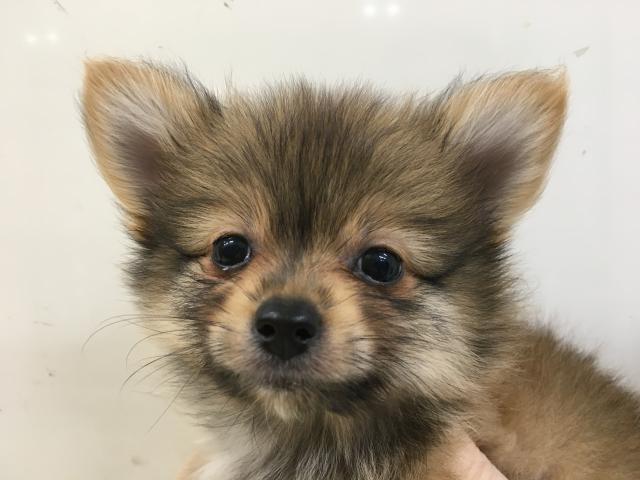 MIX子犬