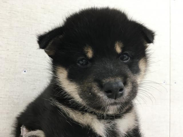柴犬子犬