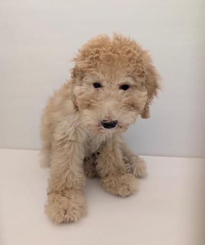 和歌山県のスタンダードプードル (ペットアミ 岩出店/2025年3月30日生まれ/男の子/クリーム)の子犬
