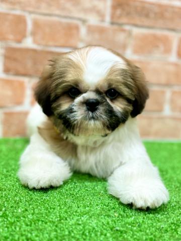 新潟県のシーズー (ペットアミ 柏崎店/2025年5月14日生まれ/男の子/ホワイトゴールド)の子犬の1枚目の画像