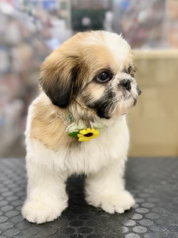 新潟県のシーズー (ペットアミ 柏崎店/2025年5月14日生まれ/男の子/ホワイトゴールド)の子犬の2枚目の画像