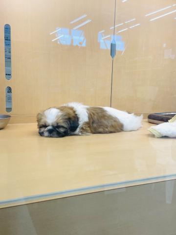 新潟県のシーズー (ペットアミ 柏崎店/2025年5月14日生まれ/男の子/ホワイトゴールド)の子犬の3枚目の画像