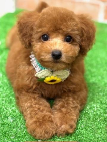 新潟県のトイプードル(トイ) (ペットアミ 柏崎店/2025年5月16日生まれ/男の子/レッド)の子犬の1枚目の画像