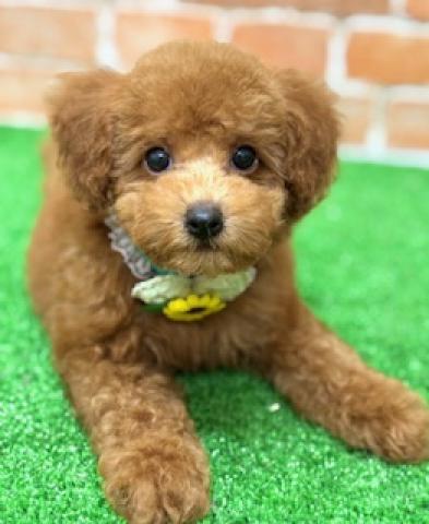 新潟県のトイプードル(トイ) (ペットアミ 柏崎店/2025年5月16日生まれ/男の子/レッド)の子犬の2枚目の画像
