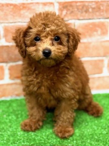新潟県のトイプードル(トイ) (ペットアミ 柏崎店/2025年5月16日生まれ/男の子/レッド)の子犬の3枚目の画像