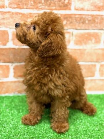 新潟県のトイプードル(トイ) (ペットアミ 柏崎店/2025年5月16日生まれ/男の子/レッド)の子犬の4枚目の画像