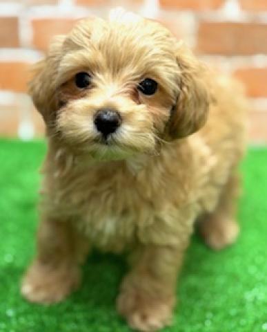 新潟県のハーフ犬・ミックス犬 (ペットアミ 柏崎店/2025年5月16日生まれ/男の子/アプリコット)の子犬の1枚目の画像