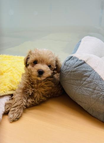 新潟県のハーフ犬・ミックス犬 (ペットアミ 柏崎店/2025年5月16日生まれ/男の子/アプリコット)の子犬の2枚目の画像