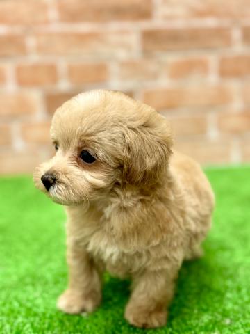 新潟県のハーフ犬・ミックス犬 (ペットアミ 柏崎店/2025年5月16日生まれ/男の子/アプリコット)の子犬の3枚目の画像