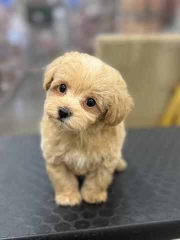 新潟県のハーフ犬・ミックス犬 (ペットアミ 柏崎店/2025年5月16日生まれ/男の子/アプリコット)の子犬の4枚目の画像