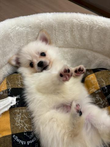 MIX