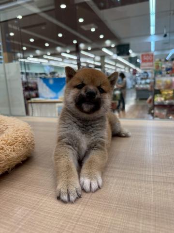柴犬