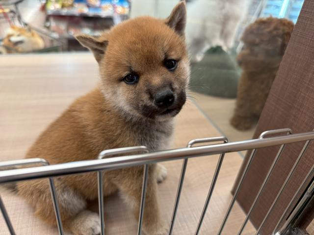 柴犬