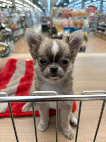 埼玉県のチワワ(ロング) (ペッツワン 川島店/2025年2月17日生まれ/男の子/フォーン)の子犬の1枚目の画像