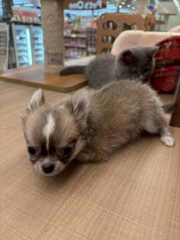埼玉県のチワワ(ロング) (ペッツワン 川島店/2025年2月17日生まれ/男の子/フォーン)の子犬の3枚目の画像