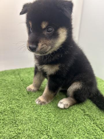 秋田県の柴犬(標準サイズ) (ペットアミ 本荘インター店/2025年6月6日生まれ/男の子/ブラック)の子犬の4枚目の画像
