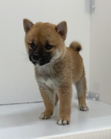 柴犬