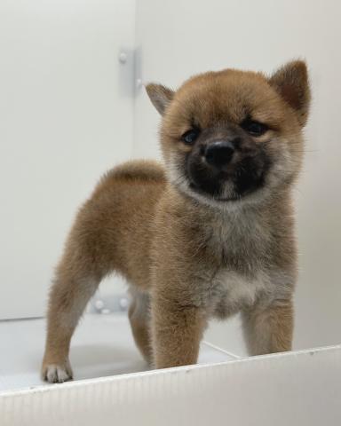 柴犬