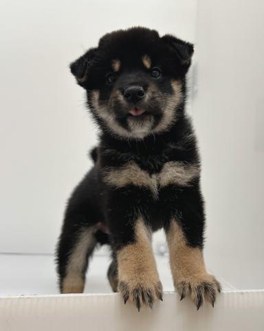 柴犬