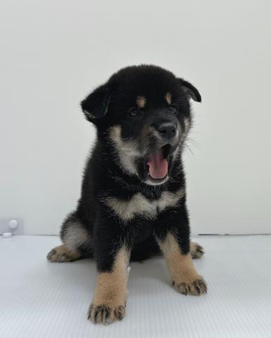 柴犬